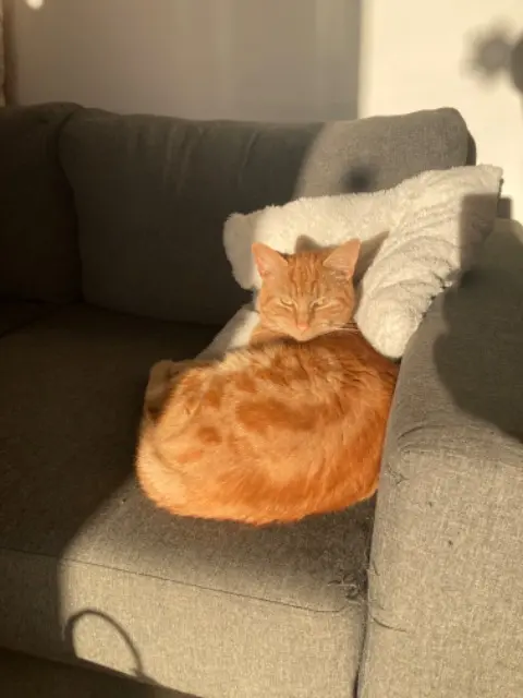 chat lost   62100 Calais Chaton