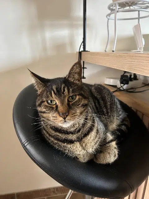 chat lost   62270 Frévent Choupi