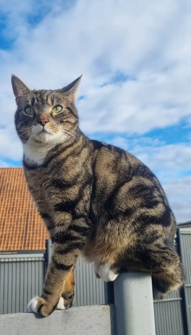 chat lost   62240 Courset Cookie