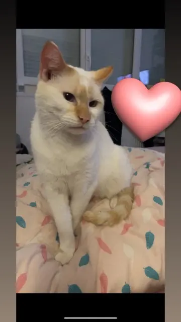 chat lost   62260 Auchel Crotin