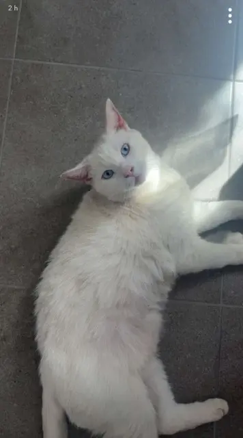 chat lost   62620 Barlin Câlin
