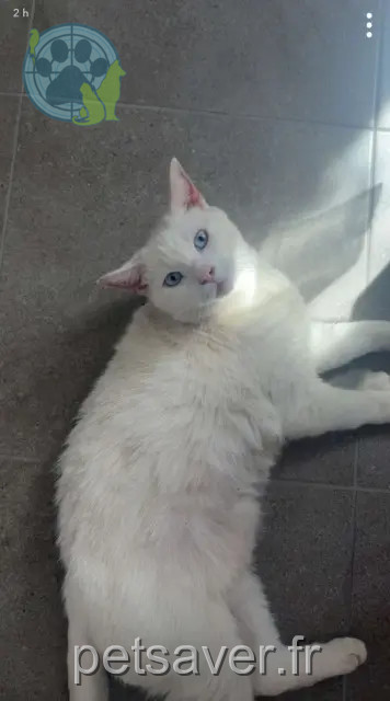 cat lost 62620 Barlin Câlin cat lost 62620 Barlin Câlin