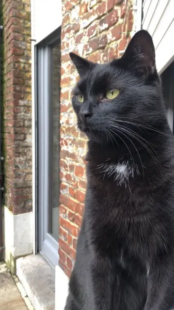 chat lost   62120 Aire-sur-la-Lys Floki