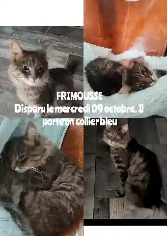 Chat Perdu 62 Pas-de-Calais - Frimousse Chat Perdu 62 Pas-de-Calais - Frimousse