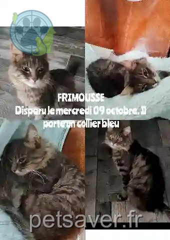 Chat Perdu 62 Pas-de-Calais - Frimousse Chat Perdu 62 Pas-de-Calais - Frimousse