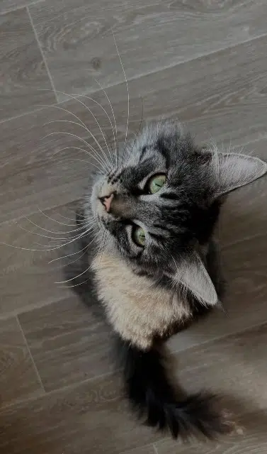 chat lost   62400 Béthune Garçon