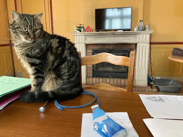 chat lost   62121 Ervillers Gatou