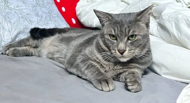 chat lost   62221 Noyelles-sous-Lens Georges