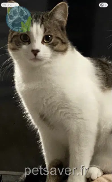 Kater vermisst 62800 Liévin Gimli Kater lost 62800 Liévin Gimli