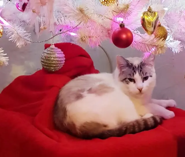 chat lost   62400 Béthune Giovanni