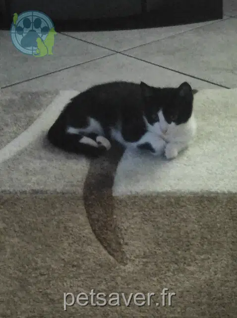 chat lost   62380 Ouve-Wirquin Gribouille