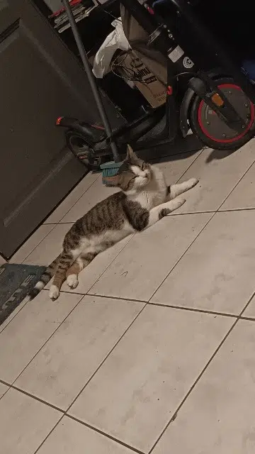 chat lost   62400 Béthune Griffou