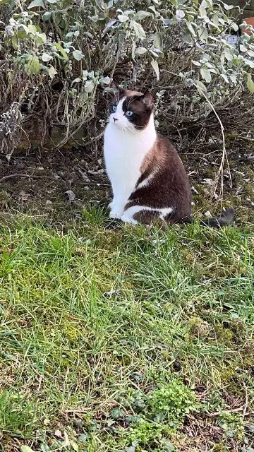 chat lost   62280 Saint-Martin-Boulogne Grisou