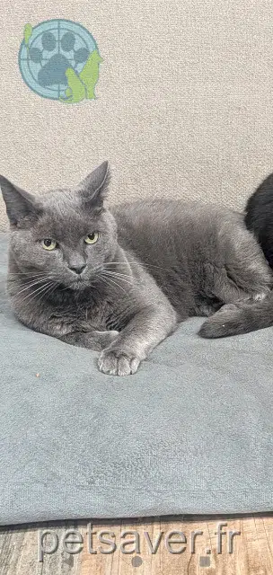chat lost 62217 Tilloy-lès-Mofflaines Grisouille