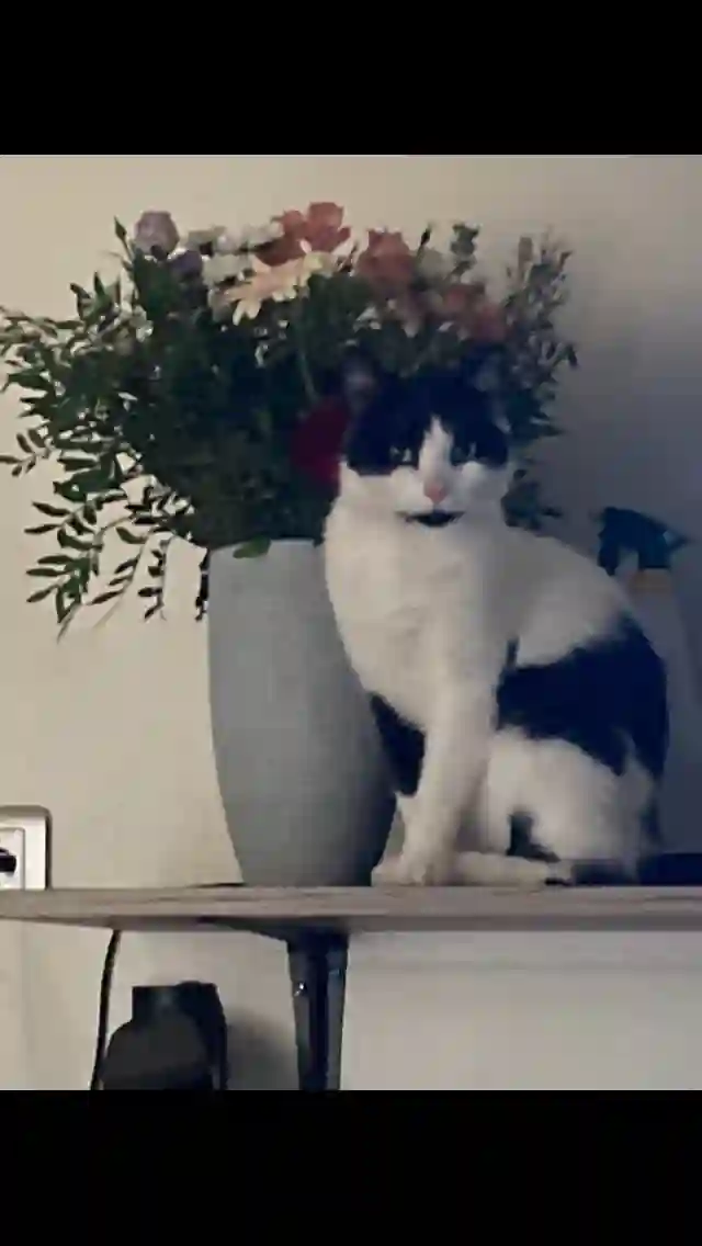 Chat Perdu 62 Pas-de-Calais - Guizmo Chat Perdu 62 Pas-de-Calais - Guizmo