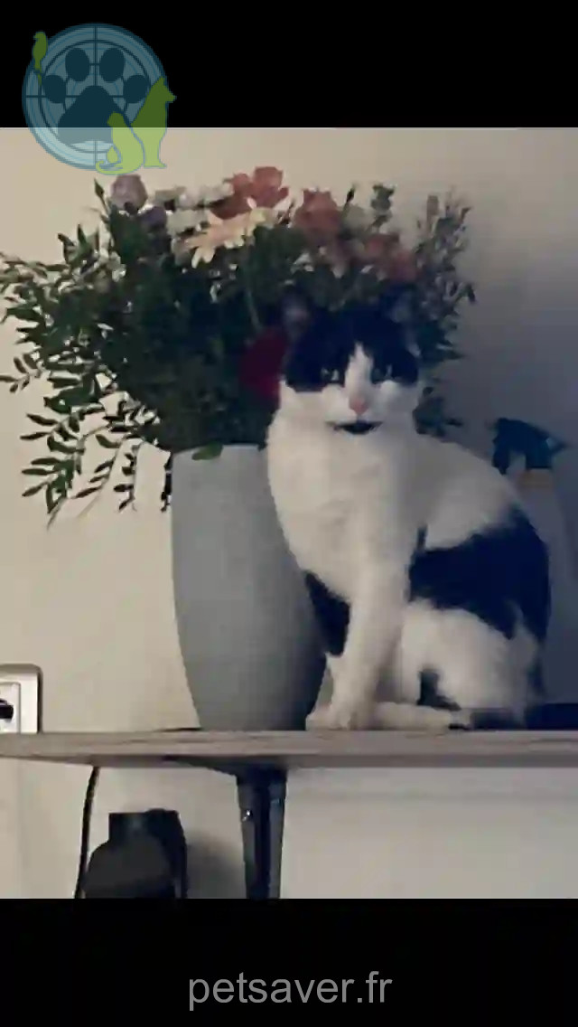 Chat Perdu 62 Pas-de-Calais - Guizmo Chat Perdu 62 Pas-de-Calais - Guizmo