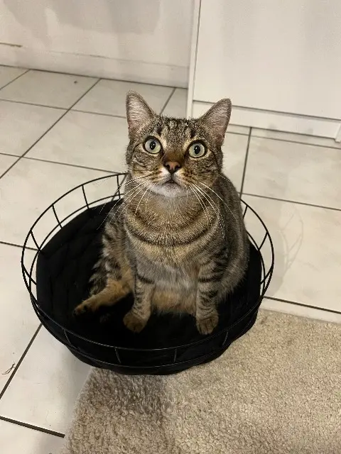 chat lost   62110 Hénin-Beaumont Hansel