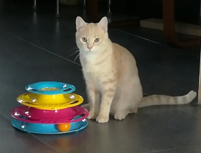 chat lost   62161 Duisans Haru