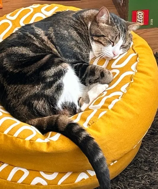 chat lost   62280 Saint-Martin-Boulogne HOPE