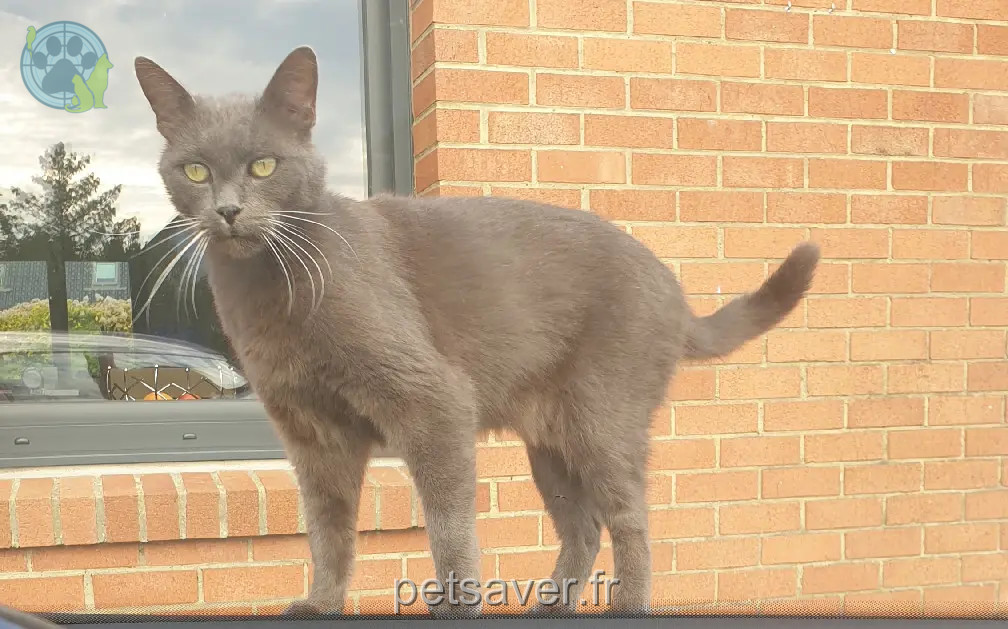 Chat Perdu 62 Pas-de-Calais - Isco Chat Perdu 62 Pas-de-Calais - Isco
