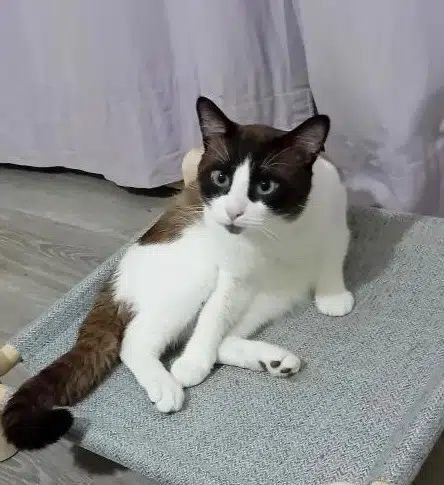 chat lost   62440 Harnes Jageun