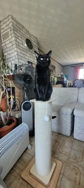 chat lost   62113 Sailly-Labourse Jypsy
