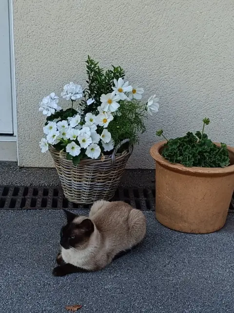 chat lost   62250 Saint-Inglevert Khéops