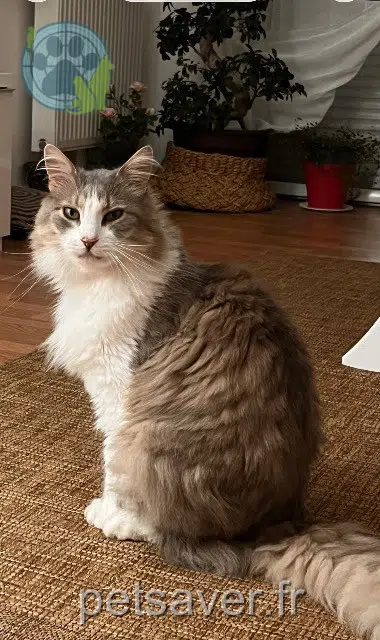 chat lost 62480 Le Portel Kitkat