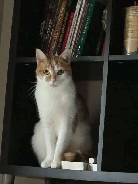 chat lost   62430 Sallaumines Kiwi