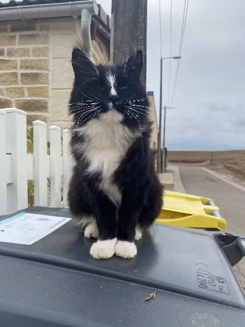 chat lost   62173 Blairville Kyo