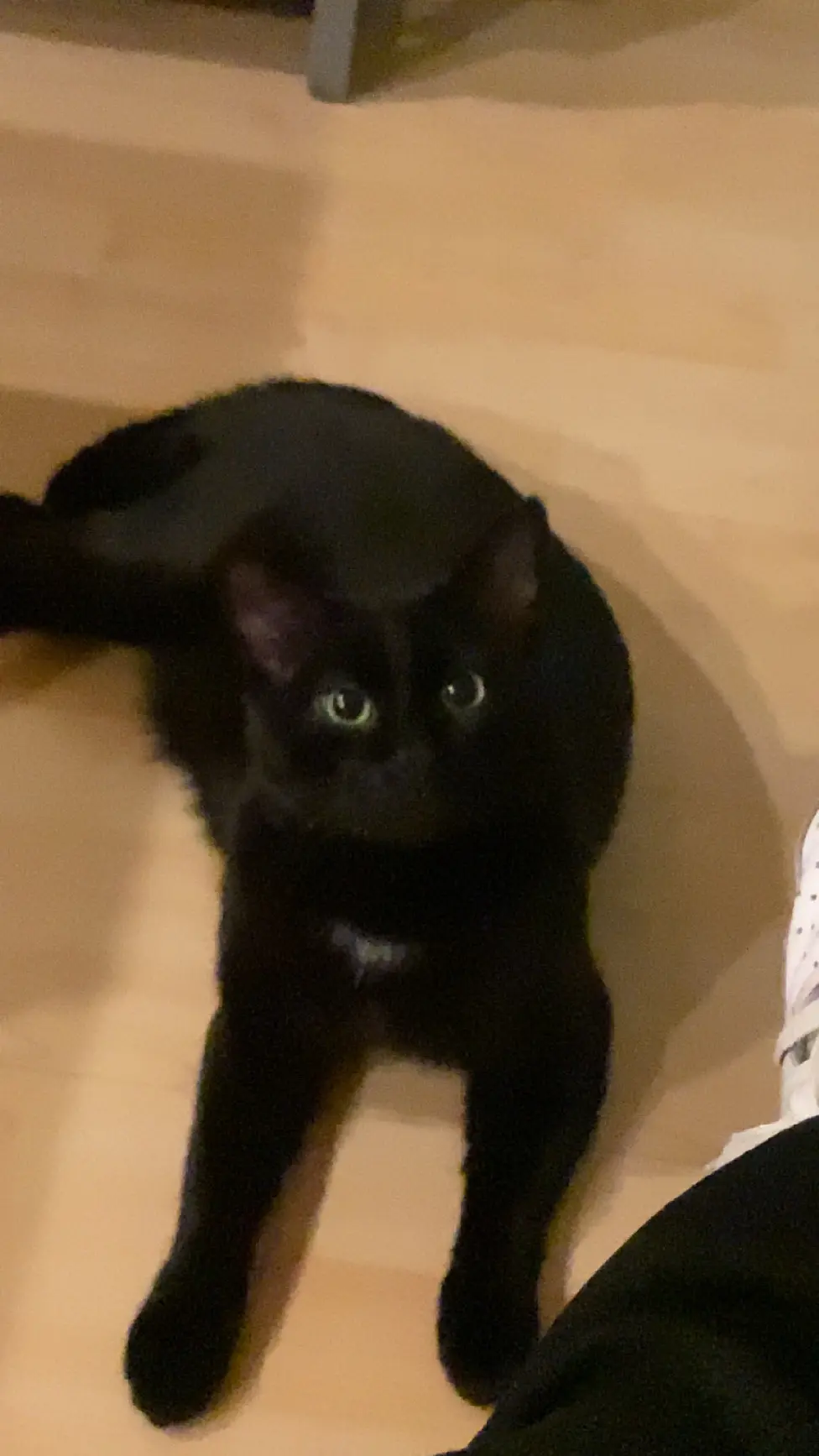 Chat Perdu 62 Pas-de-Calais Chat Perdu 62 Pas-de-Calais