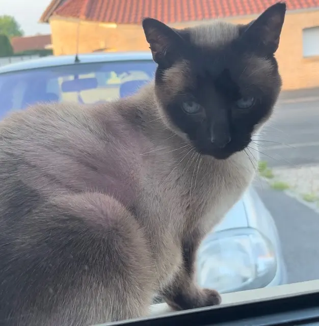 chat lost   62113 Verquigneul Lilou