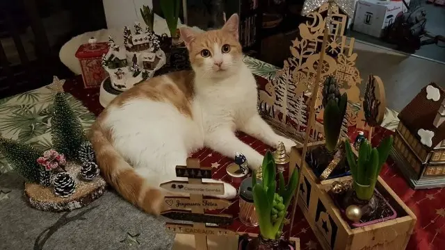 chat lost   62152 Nesles Link