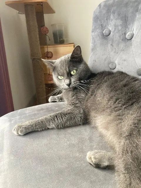 chat lost   62800 Liévin Loulou