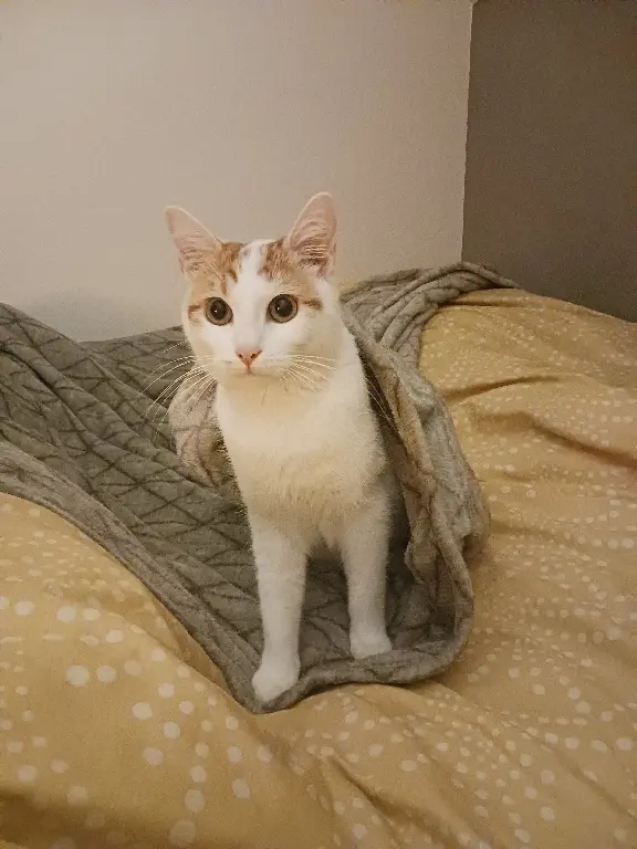 Chat Perdu 62 Pas-de-Calais - Loustic Chat Perdu 62 Pas-de-Calais - Loustic