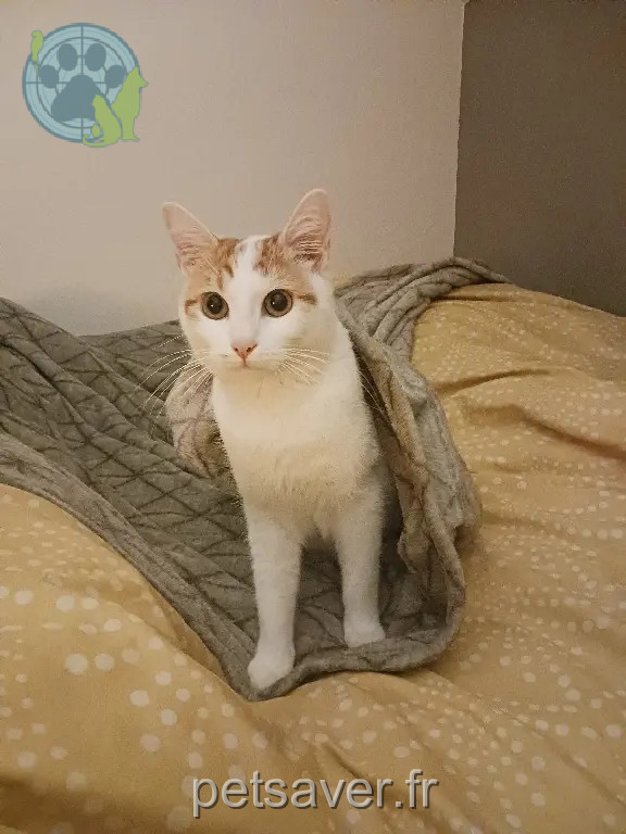 Chat Perdu 62 Pas-de-Calais - Loustic Chat Perdu 62 Pas-de-Calais - Loustic