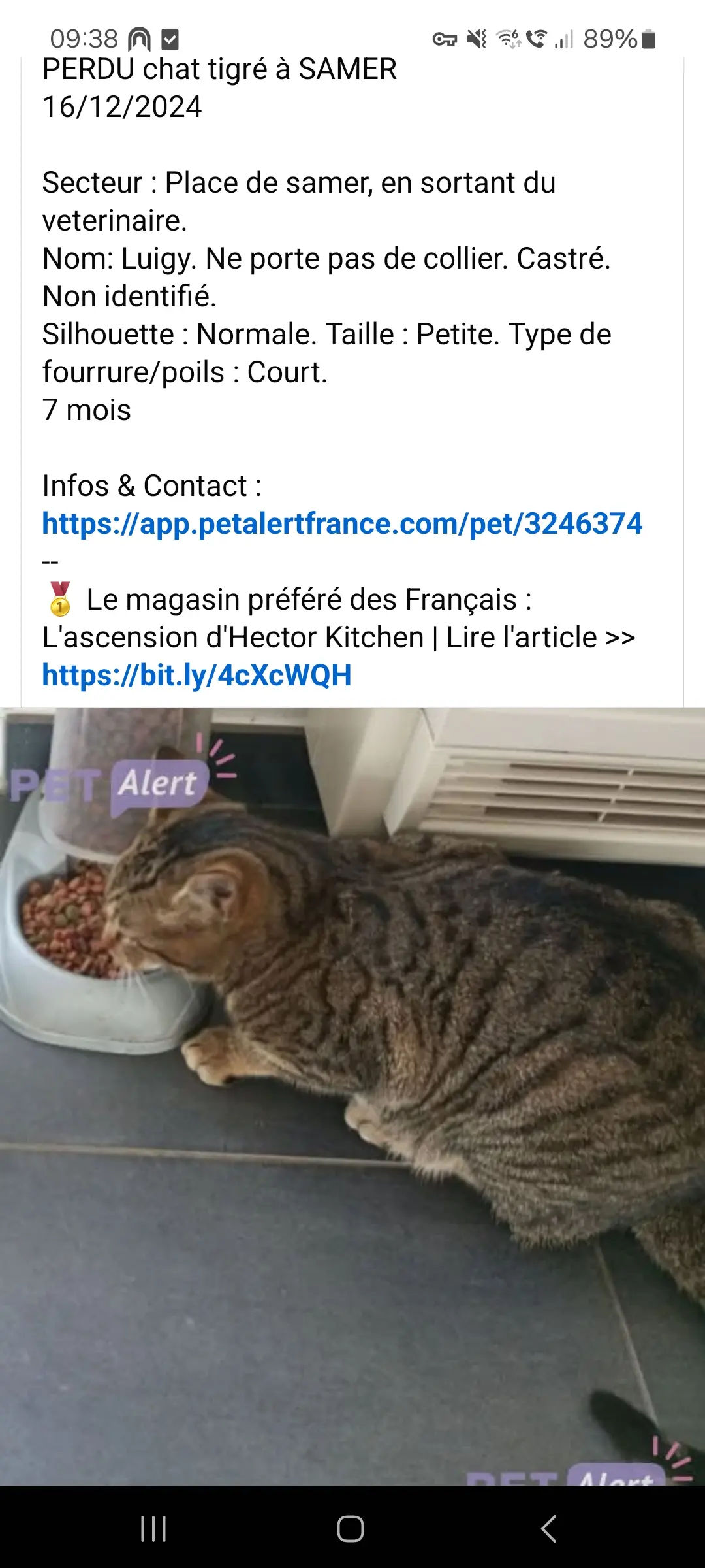 Chat Perdu 62 Pas-de-Calais - Luigy Chat Perdu 62 Pas-de-Calais - Luigy