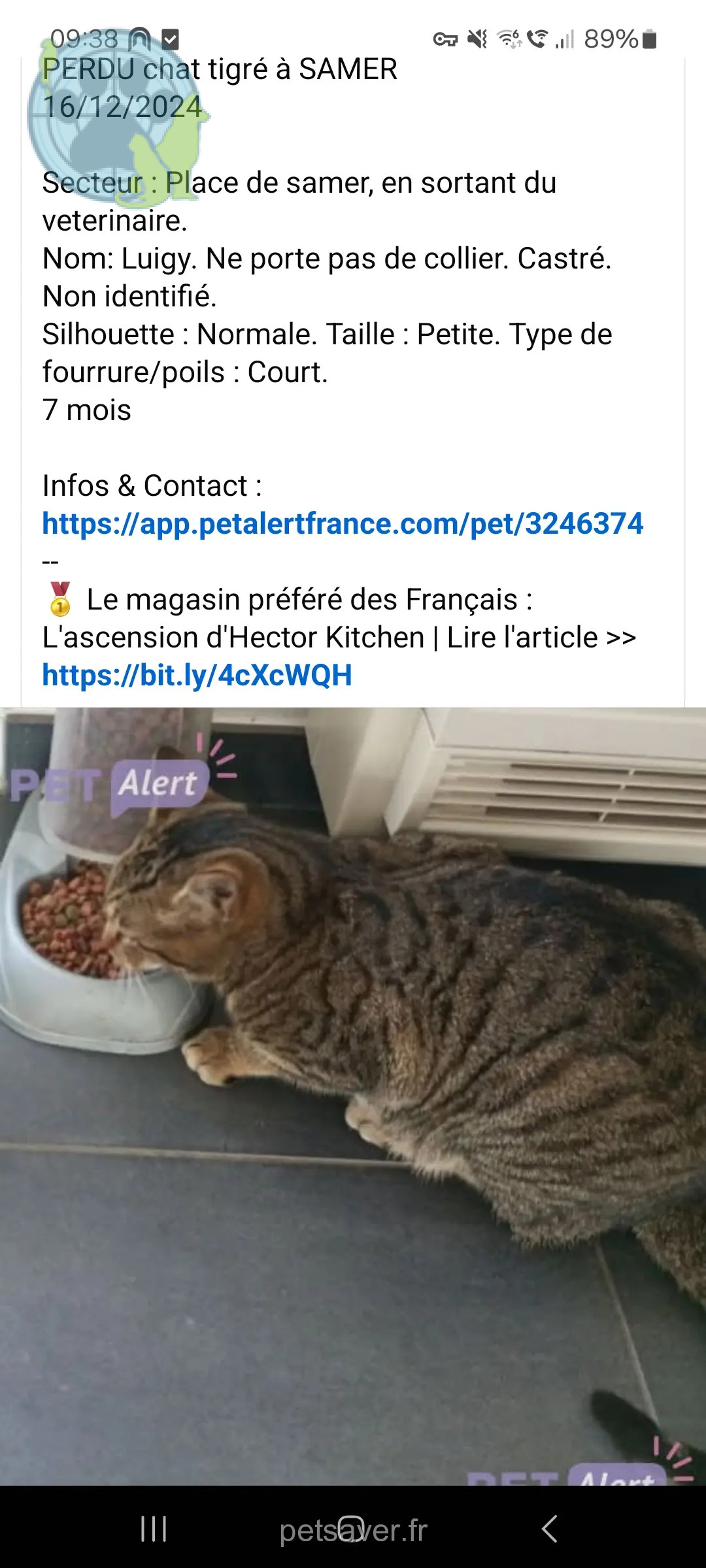 Chat Perdu 62 Pas-de-Calais - Luigy Chat Perdu 62 Pas-de-Calais - Luigy