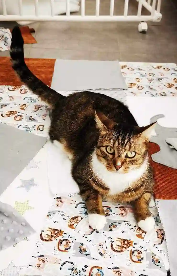 Chat Perdu 62 Pas-de-Calais - Malo Chat Perdu 62 Pas-de-Calais - Malo