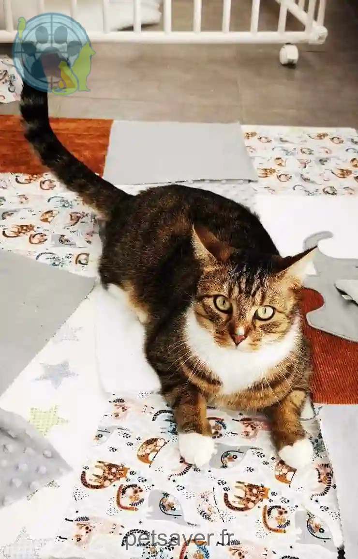 Chat Perdu 62 Pas-de-Calais - Malo Chat Perdu 62 Pas-de-Calais - Malo
