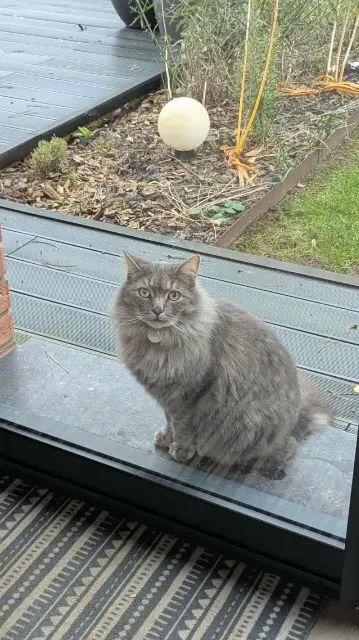 chat lost   62220 Carvin Marley