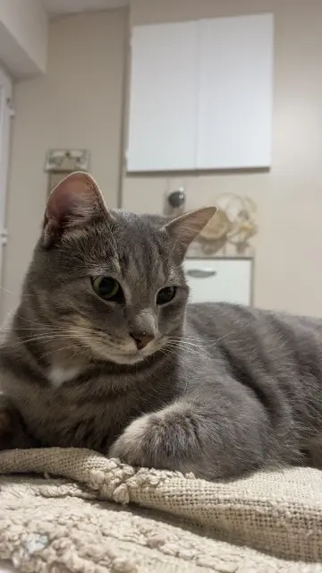 chat lost   62100 Calais Marley