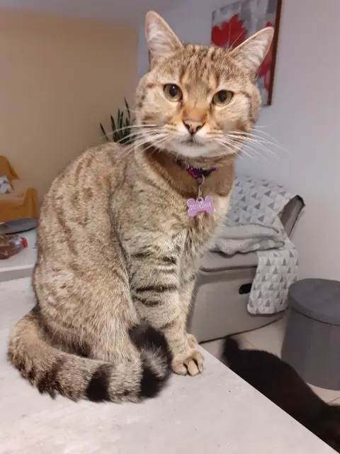 chat lost   62600 Berck Maxou