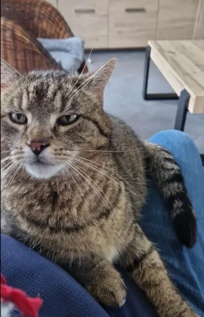 kater vermist 62132 Hardinghen Millo kater lost 62132 Hardinghen Millo