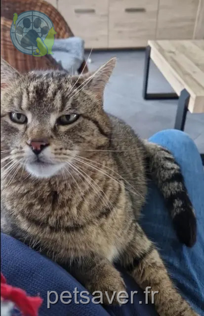 kater vermist 62132 Hardinghen Millo kater lost 62132 Hardinghen Millo