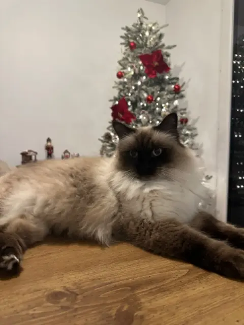 chat lost   62440 Harnes Mimine