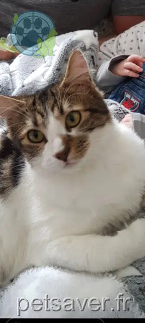 gatto lost   62138 Douvrin Minouche