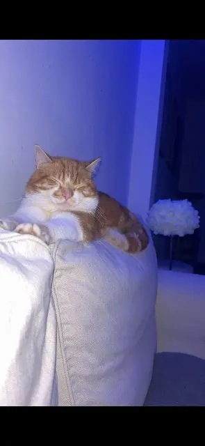 chat lost   62121 Achiet-le-Grand Mirou