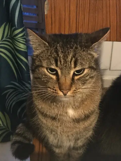 chat lost   62950 Noyelles-Godault Mistigris