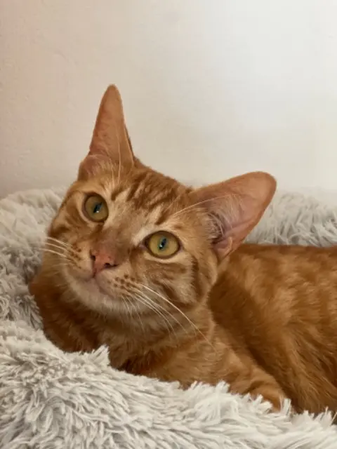 chat lost   62700 Bruay-la-Buissière Moshi
